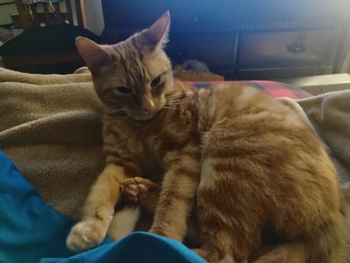 ZZ "TIGGER" COURTESY LISTING - Tabby available for adoption