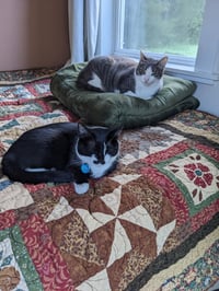 zz "Milo & Olive" courtesy listing - Photo 5