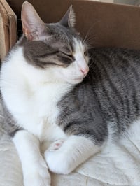 zz "Milo & Olive" courtesy listing - Photo 1