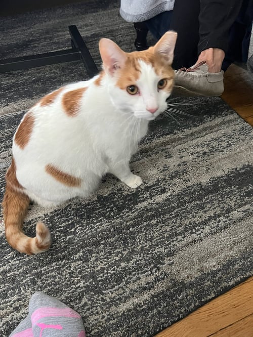 ZZ "BUBBLES" COURTESY LISTING - Tabby for adoption in Cincinnati