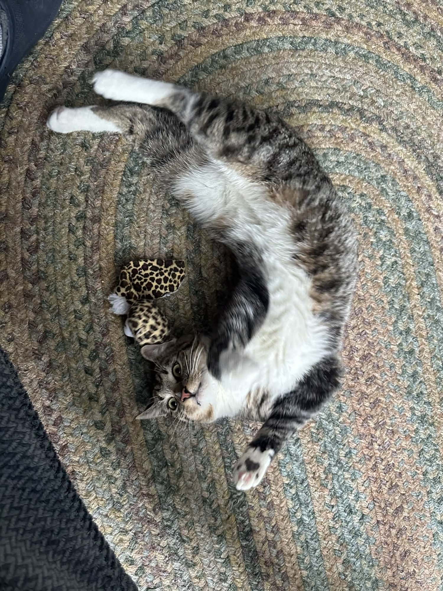 BOZ - Manx / Tabby available for adoption