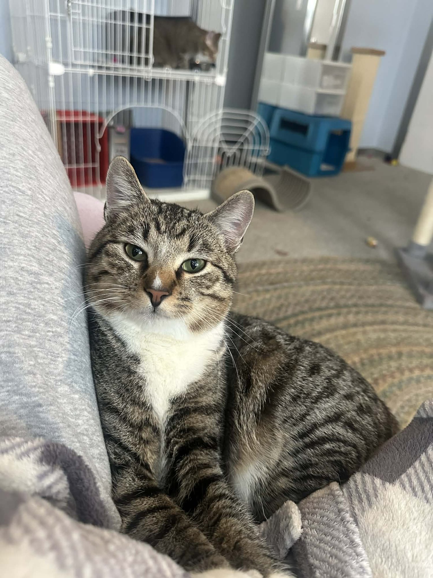 BOZ - Manx / Tabby available for adoption