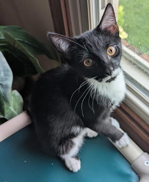 MARIO - Domestic Short Hair / Tuxedo available for adoption
