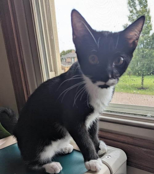 MARIO - Domestic Short Hair / Tuxedo available for adoption