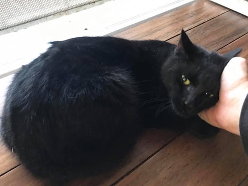 PEPPERONI - Domestic Short Hair available for adoption