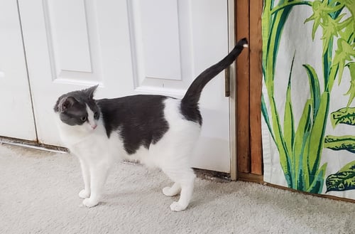 TINKER - Domestic Short Hair available for adoption