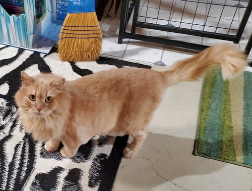 LITTLE BIT - Domestic Long Hair available for adoption