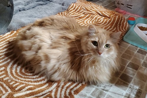 LITTLE BIT - Domestic Long Hair available for adoption