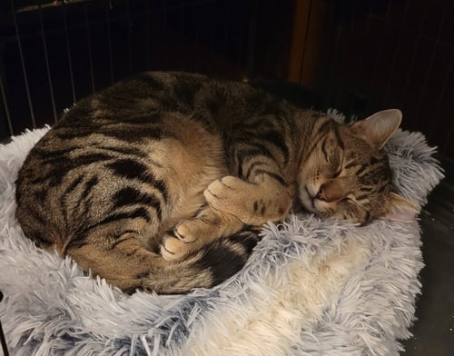 ZZ "BRUNO" COURTESY LISTING - Tabby available for adoption