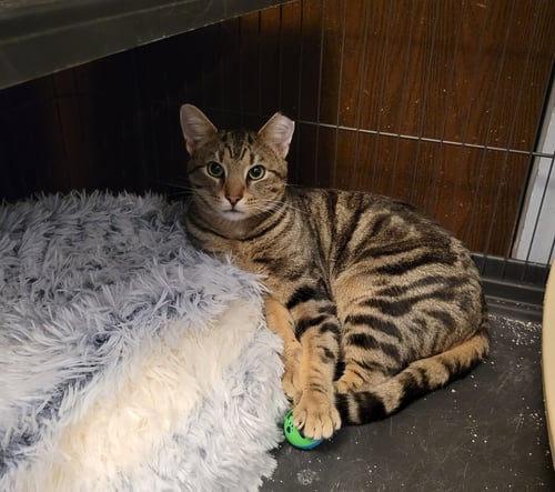 ZZ "BRUNO" COURTESY LISTING - Tabby available for adoption