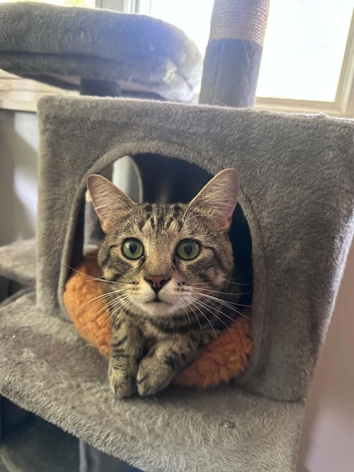 PARKER - Tabby / Domestic Short Hair available for adoption