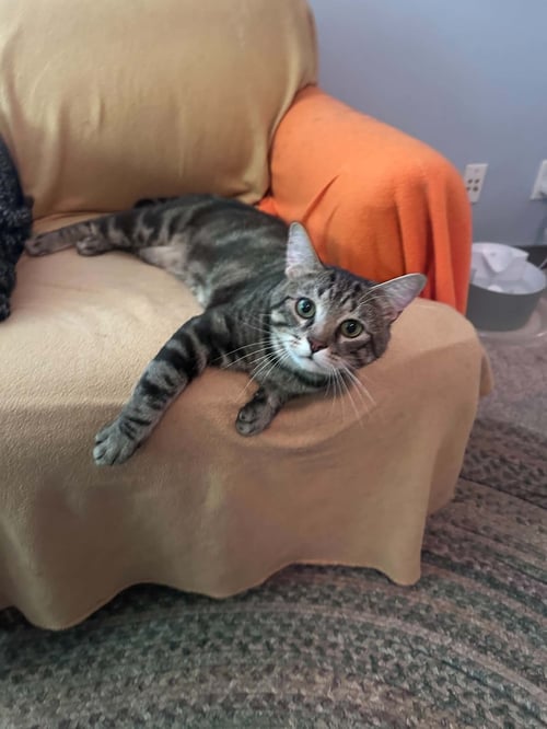 PARKER - Tabby / Domestic Short Hair available for adoption