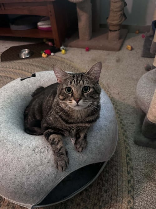 PARKER - Tabby / Domestic Short Hair available for adoption