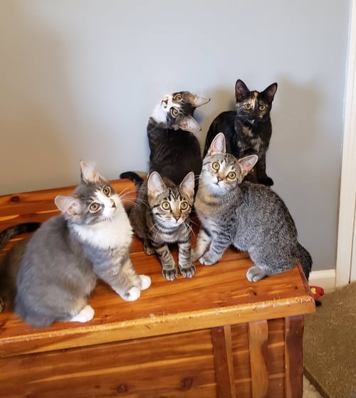 SPOONS - Domestic Long Hair available for adoption