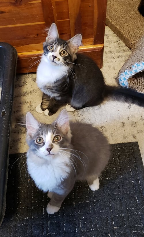 SPOONS - Domestic Long Hair available for adoption