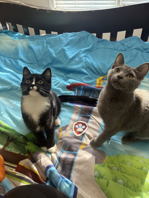 MR. PEPPERS - Russian Blue / Domestic Short Hair available for adoption