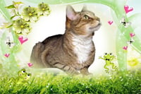 Roscoe - Photo 1