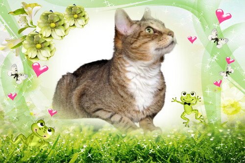 ROSCOE - Domestic Short Hair / Abyssinian available for adoption