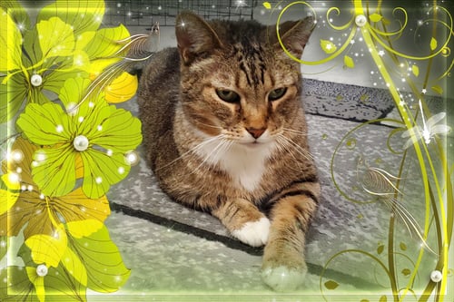 ROSCOE - Domestic Short Hair / Abyssinian available for adoption