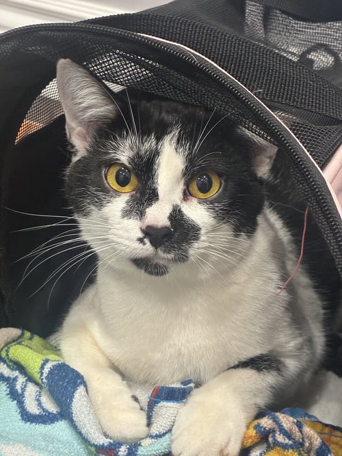 GOLDIE - Domestic Short Hair available for adoption