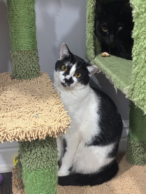 GOLDIE - Domestic Short Hair available for adoption