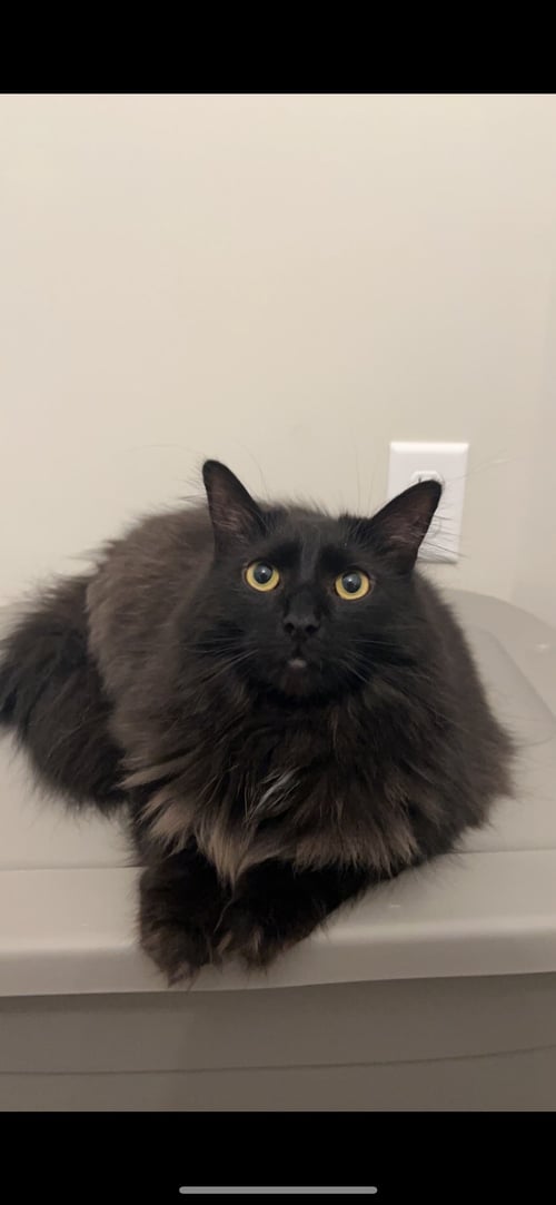 ZZ "BUBBA" COURTESY LISTING - Maine Coon / Domestic Long Hair available for adoption