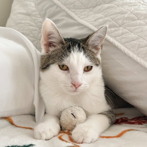 BOO! - Tabby / Domestic Short Hair available for adoption