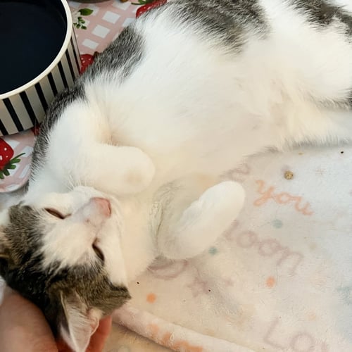 BOO! - Tabby / Domestic Short Hair available for adoption
