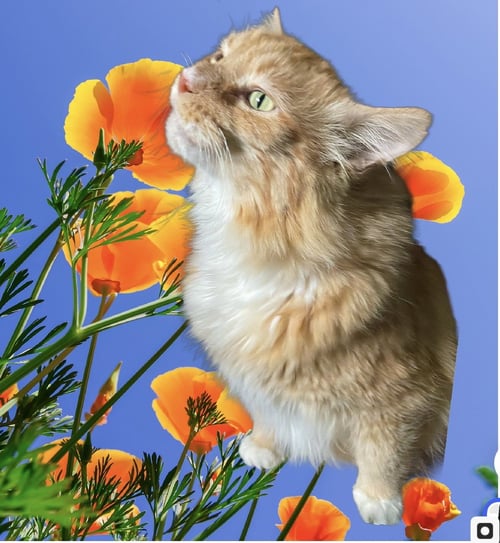 ZZ "SIR GANDALF" COURTESY LISTING - Domestic Long Hair available for adoption