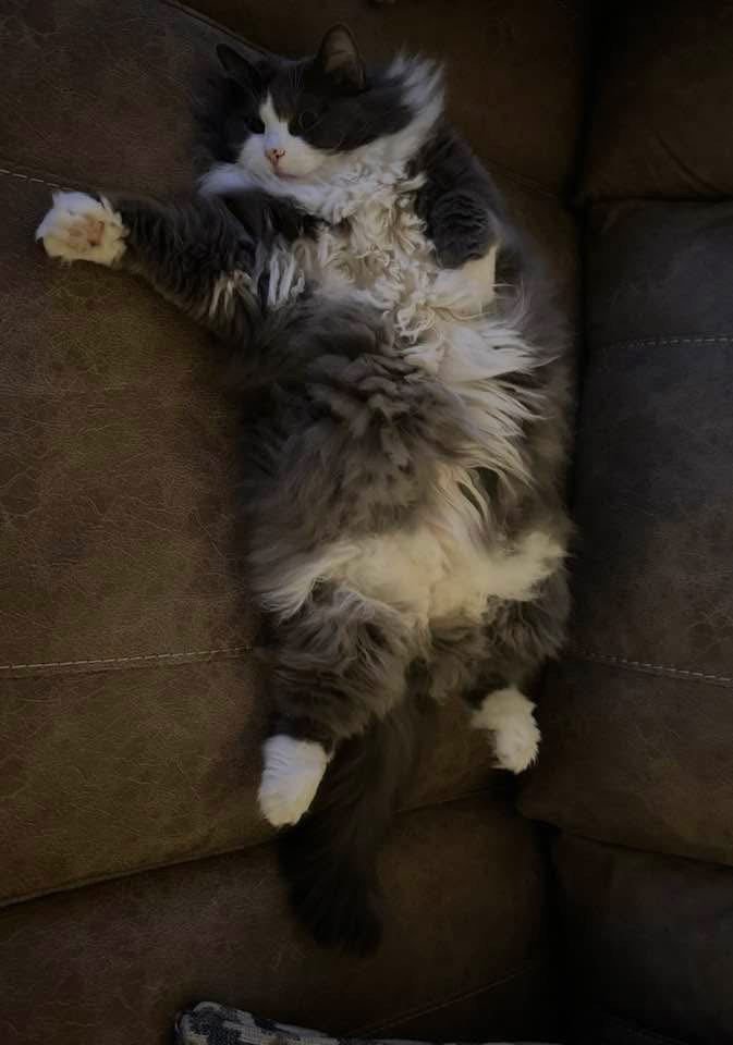 ZZ "ANNIE" COURTESY LISTING - Norwegian Forest Cat / Maine Coon available for adoption