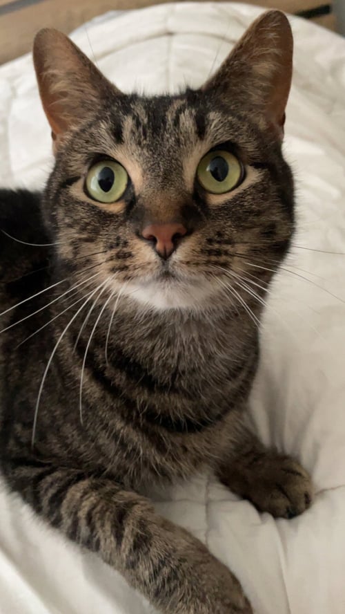 ZZ "FRANK" COURTESY LISTING - Tabby available for adoption