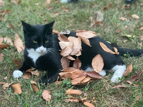 ZZ "LUCA" COURTESY LISTING - Tuxedo available for adoption