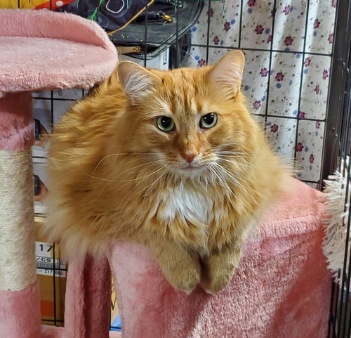 BLAKE - Domestic Long Hair available for adoption