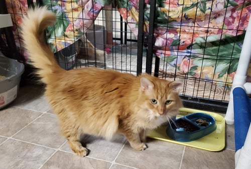 BLAKE - Domestic Long Hair available for adoption