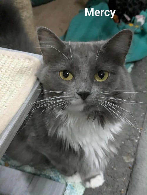 MERCY - Domestic Long Hair / Tuxedo available for adoption
