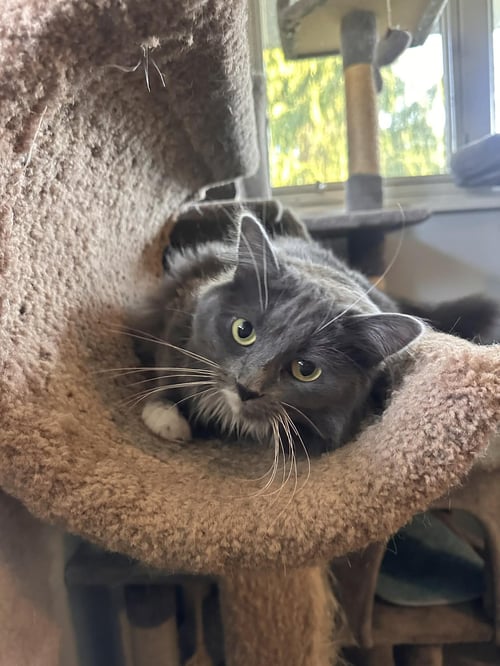 MERCY - Domestic Long Hair / Tuxedo available for adoption