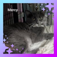 Mercy - Photo 4