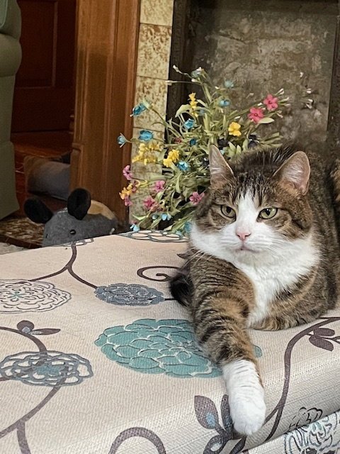 ZZ "INGRID" COURTESY LISTING - Domestic Short Hair / Tabby available for adoption