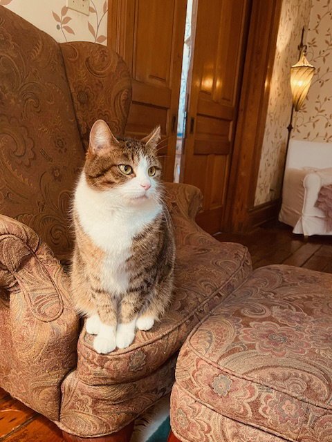ZZ "INGRID" COURTESY LISTING - Domestic Short Hair / Tabby available for adoption