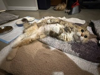 SPARKLE TOES - Domestic Medium Hair / Calico available for adoption