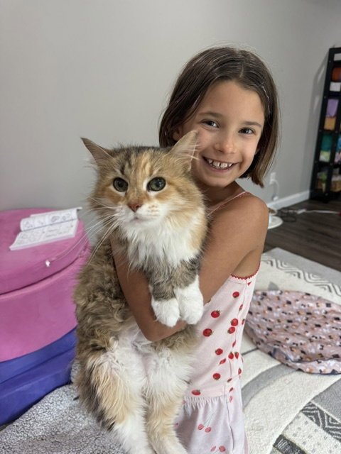 SPARKLE TOES - Domestic Medium Hair / Calico available for adoption