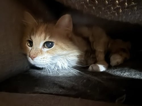 SPARKLE TOES - Domestic Medium Hair / Calico available for adoption