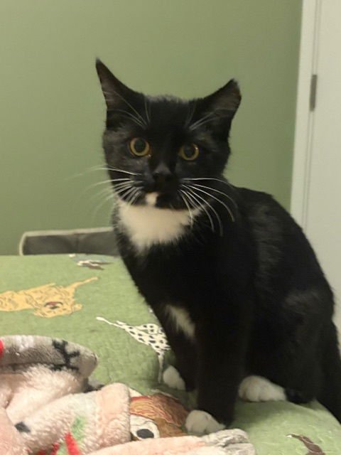 ZZ "LUCY" COURTESY LISTING - Tuxedo available for adoption