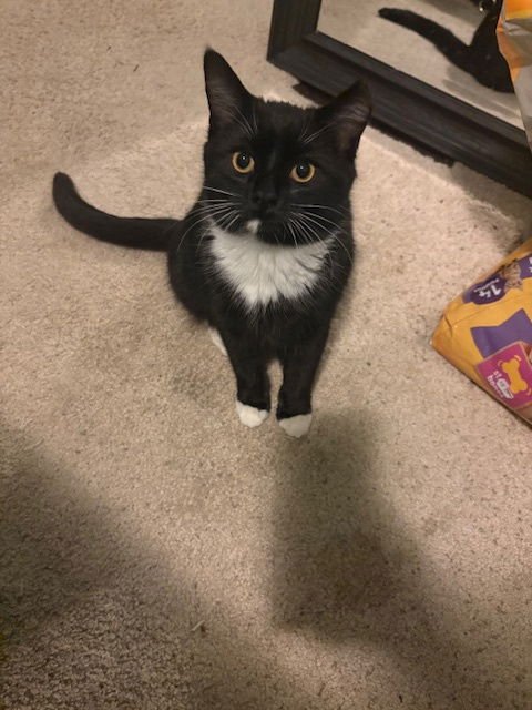 ZZ "LUCY" COURTESY LISTING - Tuxedo available for adoption