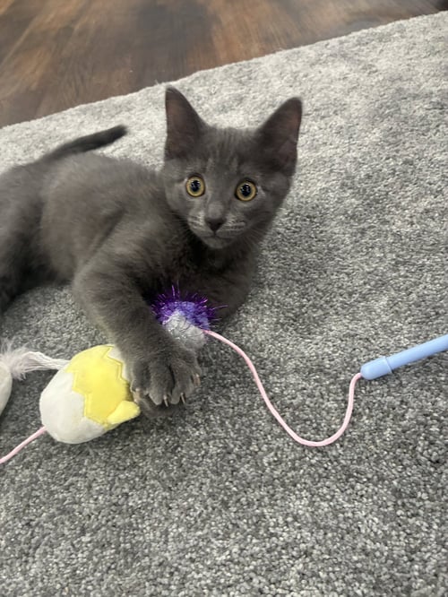 BLUE - Russian Blue / Domestic Short Hair available for adoption