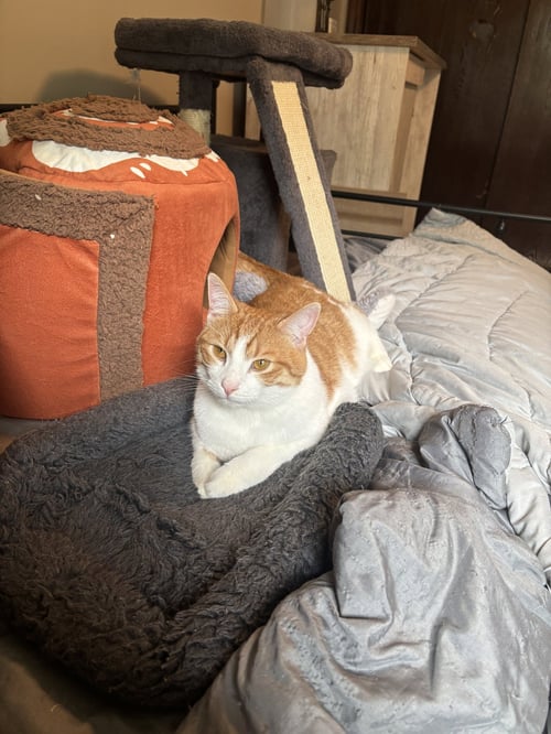CHESTNUT - Domestic Short Hair available for adoption