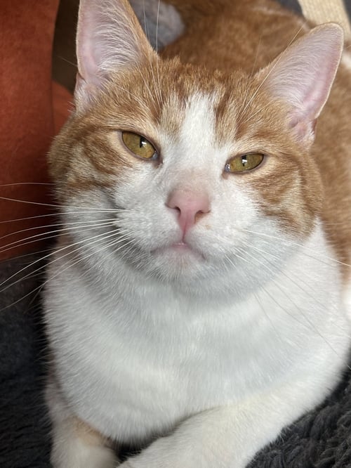 CHESTNUT - Domestic Short Hair available for adoption