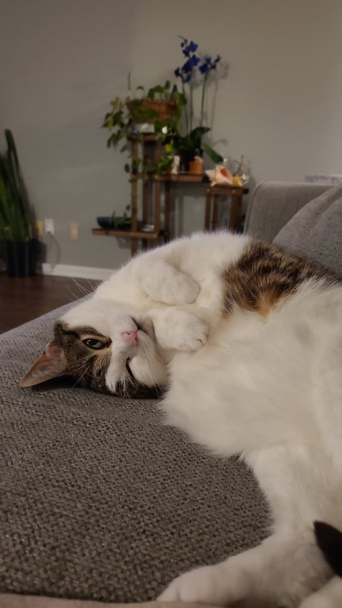 ZZ "CLEO" COURTESY LISTING - Calico available for adoption