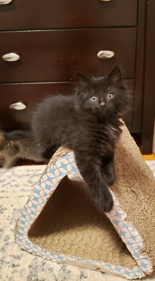 STITCH - Domestic Long Hair available for adoption