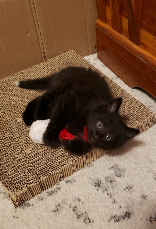 STITCH - Domestic Long Hair available for adoption